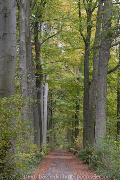 paysage automne